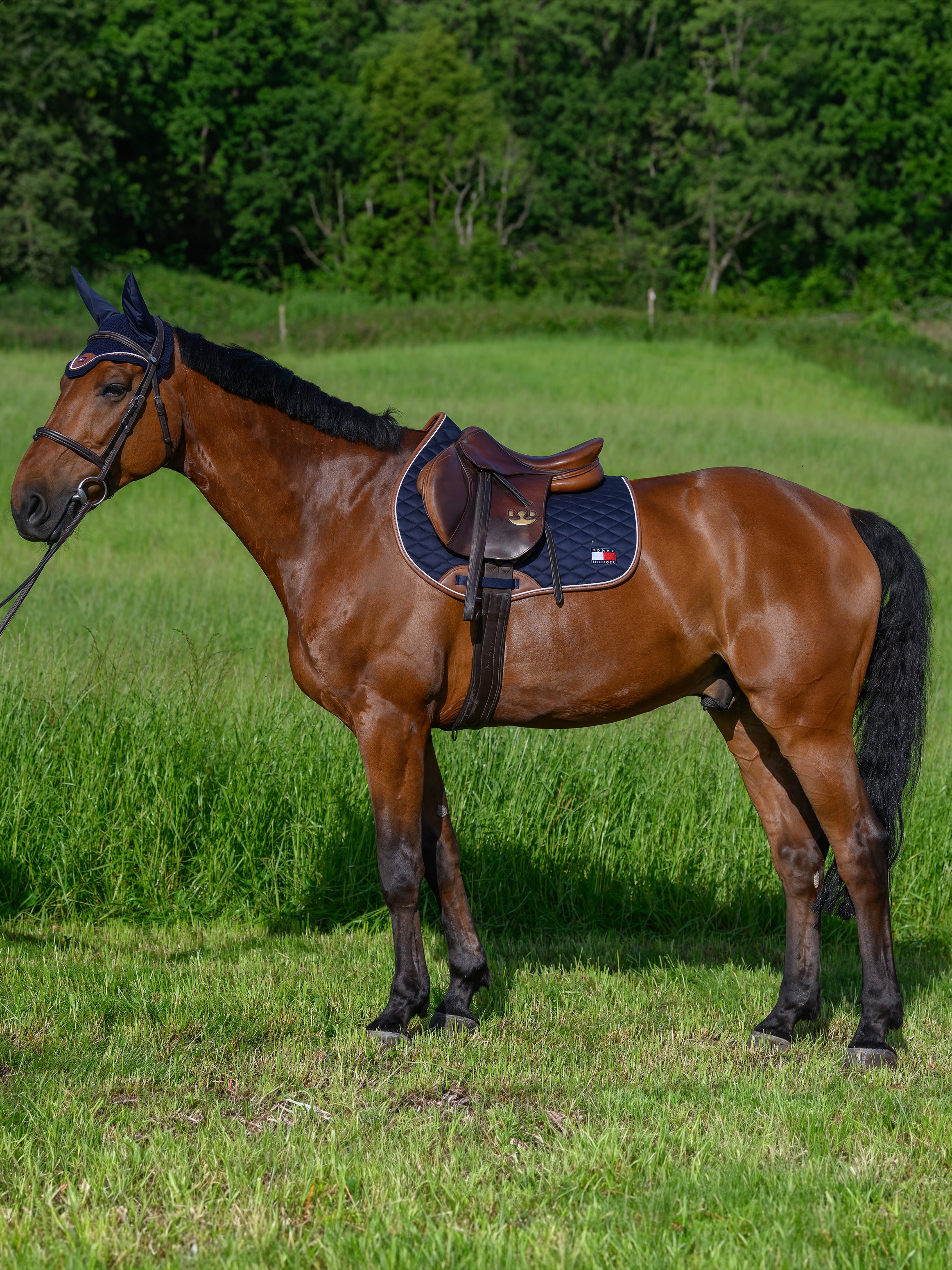 Princeton Jumping Saddlepad DESERT SKY