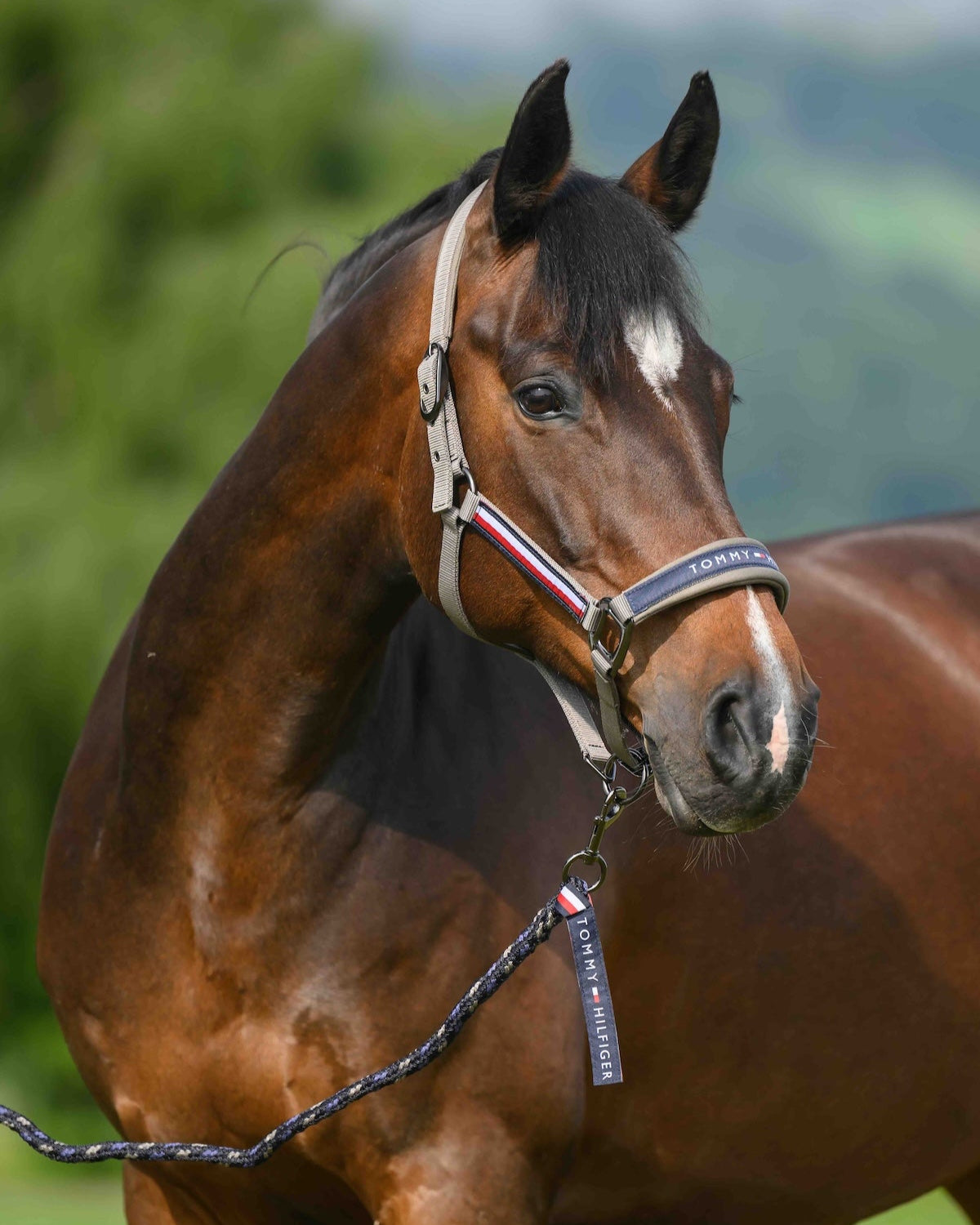 Yale Set Halter Rope ASH